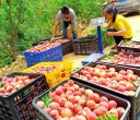乐业县幼平乡百中村的红蜜桃迎来上市旺季 漫山遍野的桃树上挂满了红彤彤的果实
