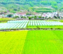 稳住农业压舱石 奋力攻坚启新程 ——百色二季度全力筑牢农业稳产增收根基