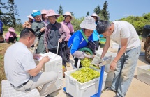 田林绿茶斩获第十六届“中茶杯”国际鼎承茶王赛绿茶组金奖