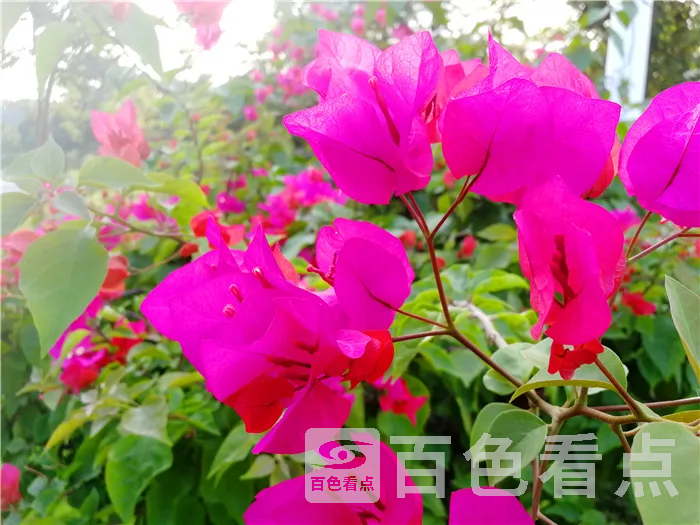 ad0f9bfec0894b17ac6777d2a3450c33.webp