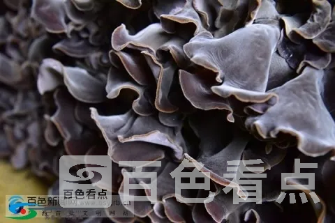 0c9c2c1b-4a1c-4d62-b261-919d0d553e6a.webp