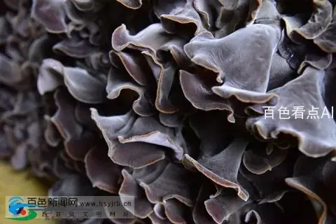 0c9c2c1b-4a1c-4d62-b261-919d0d553e6a.webp