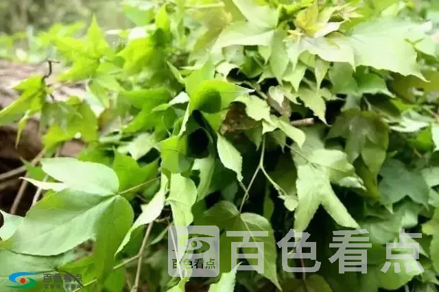 微信图片_20190402140545.webp