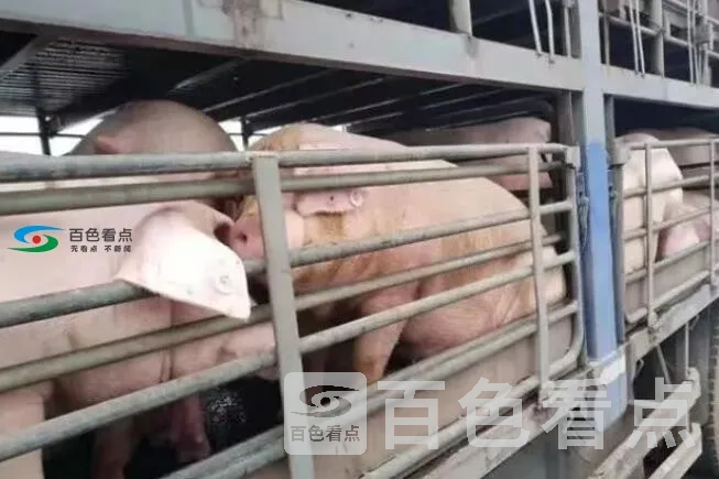 QQ截图20191025120458.webp