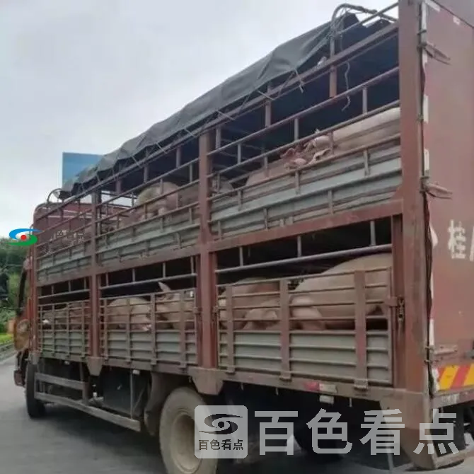QQ截图20191025120506.webp
