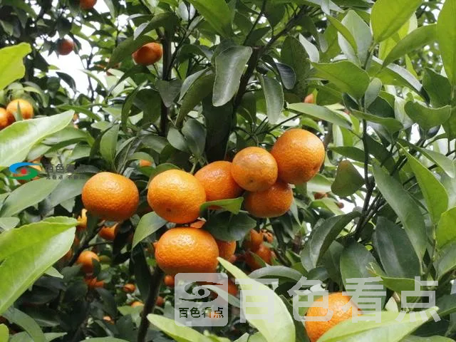 ac64782ab51c4496a6d7036896e6fb39.webp