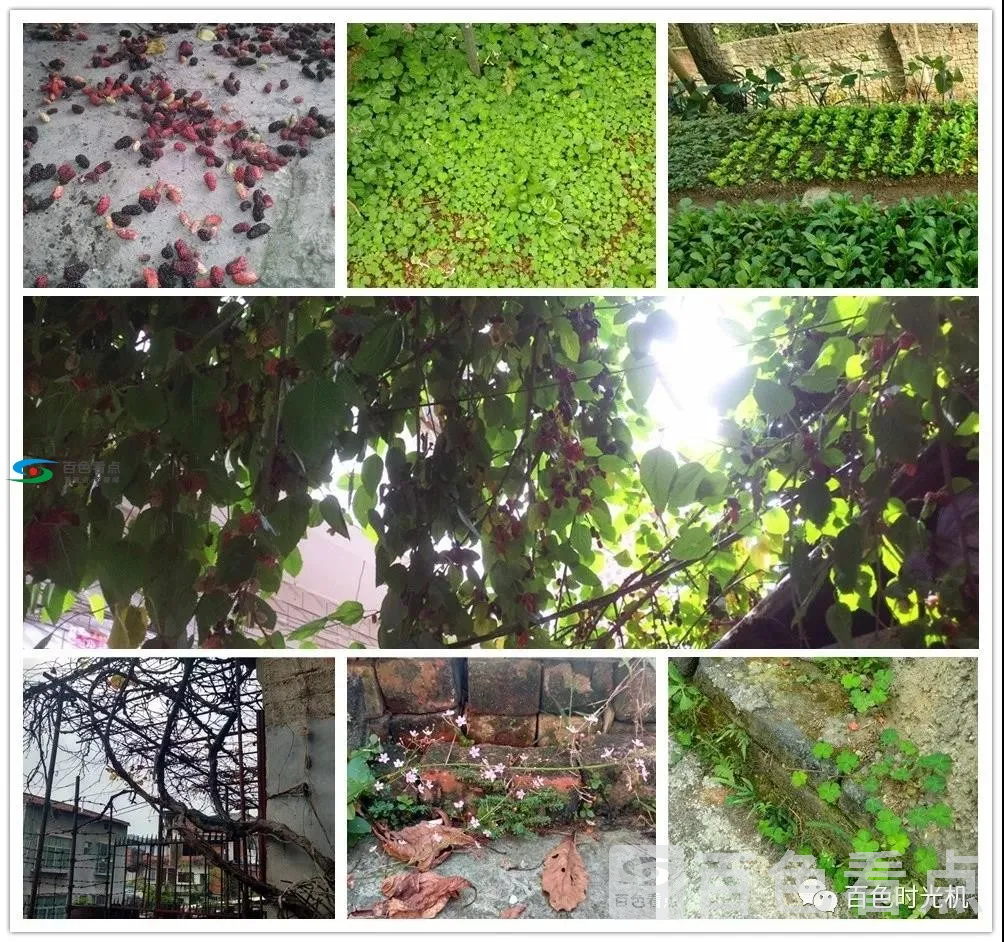 水瓜花.webp