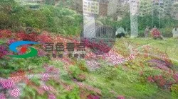 a_425192934019690496.webp
