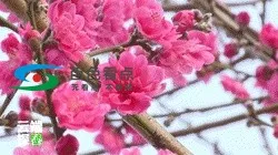 a_425192935680634880.webp