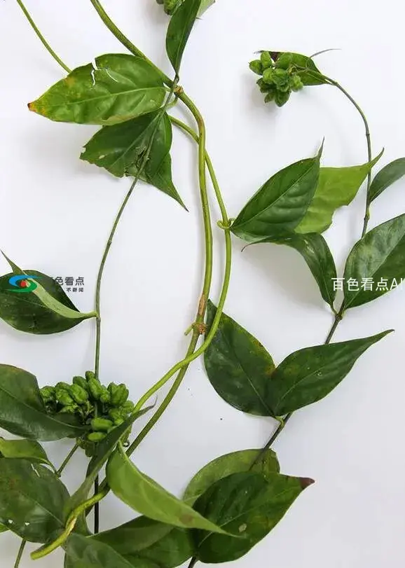 QQ截图20200403202534.webp