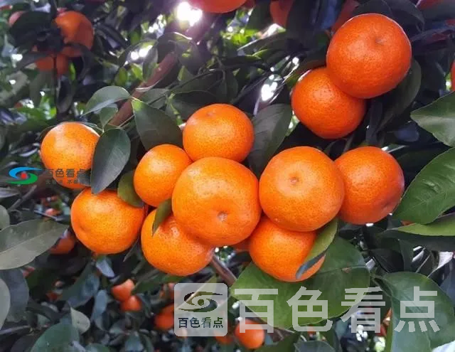 ada55981a02f4e8989d2d2e46039b682.webp