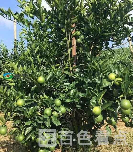 QQ截图20200731060225.webp