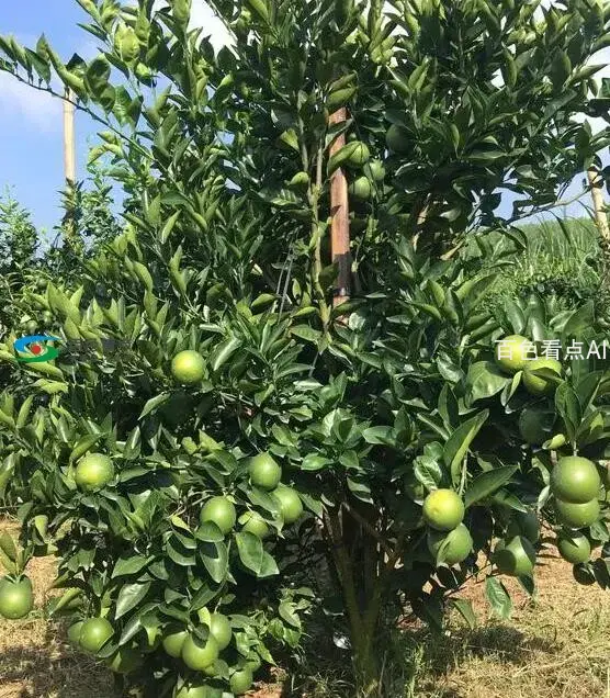 QQ截图20200731060225.webp