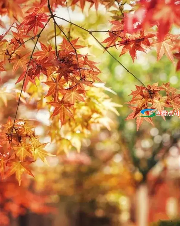 微信图片_20201204085808.webp