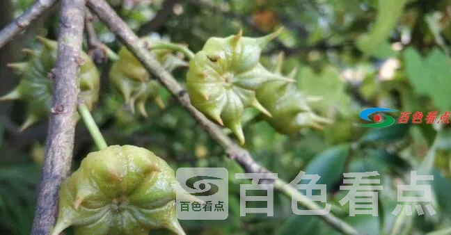 QQ截图20210222023512.webp