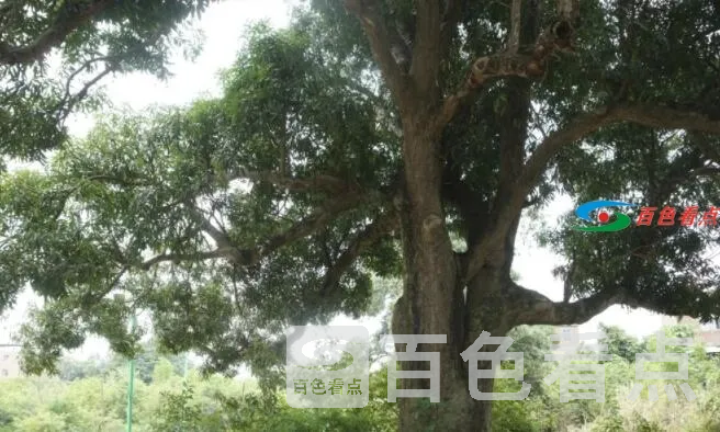 QQ截图20210629045620.webp