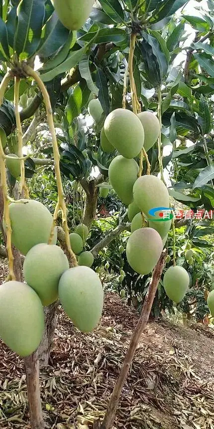 QQ截图20210705115451.webp