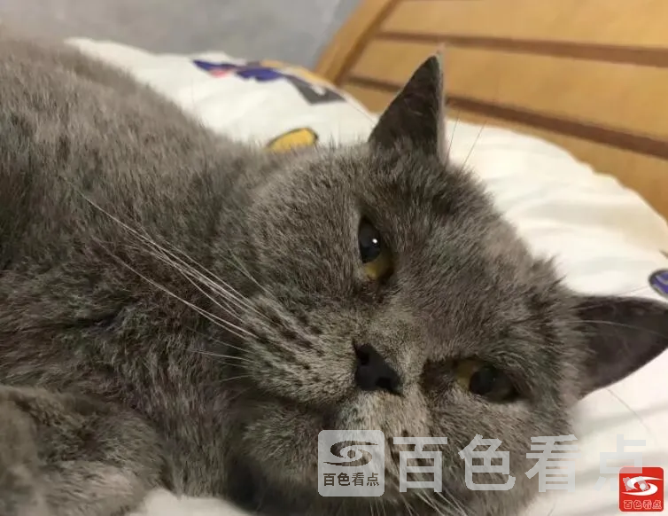 QQ截图20211008010821.webp