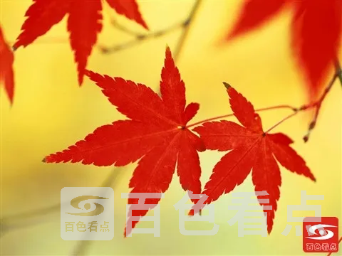 1253433783.webp