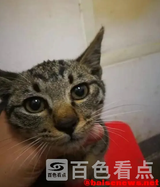 QQ截图20220112012549.webp