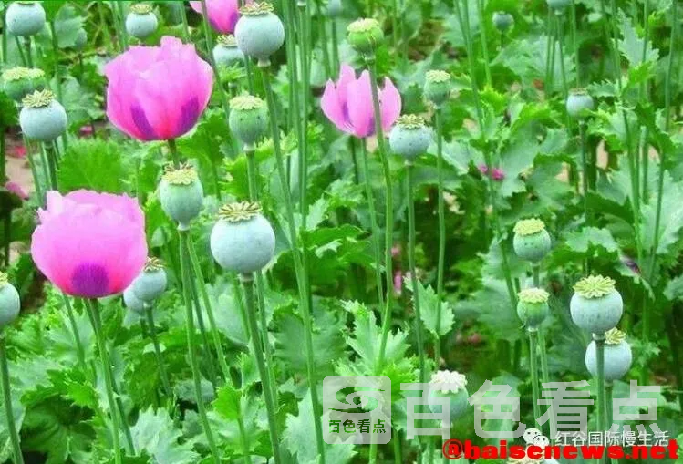 QQ截图20220126170738.webp