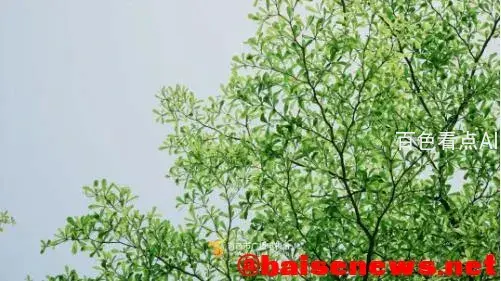 5.webp