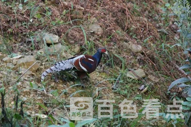 11.webp