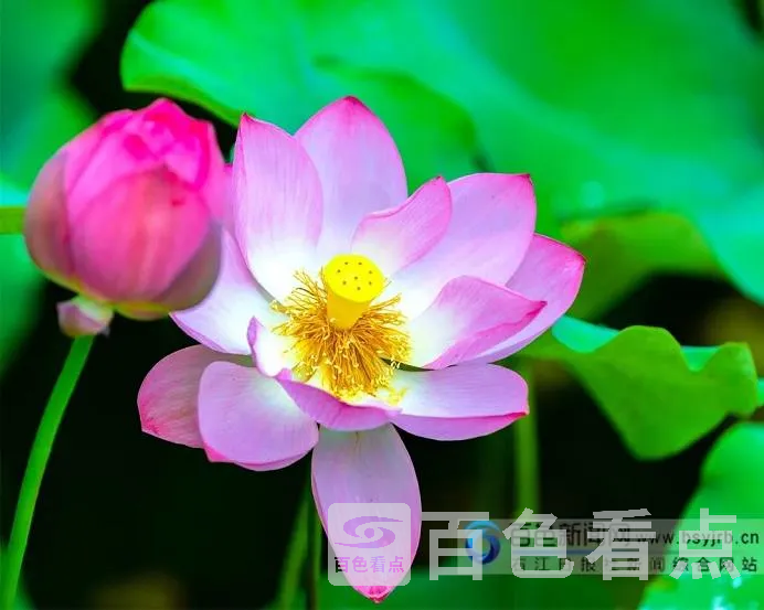 16.webp
