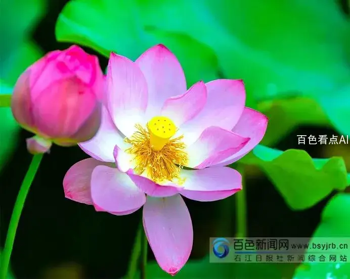 16.webp