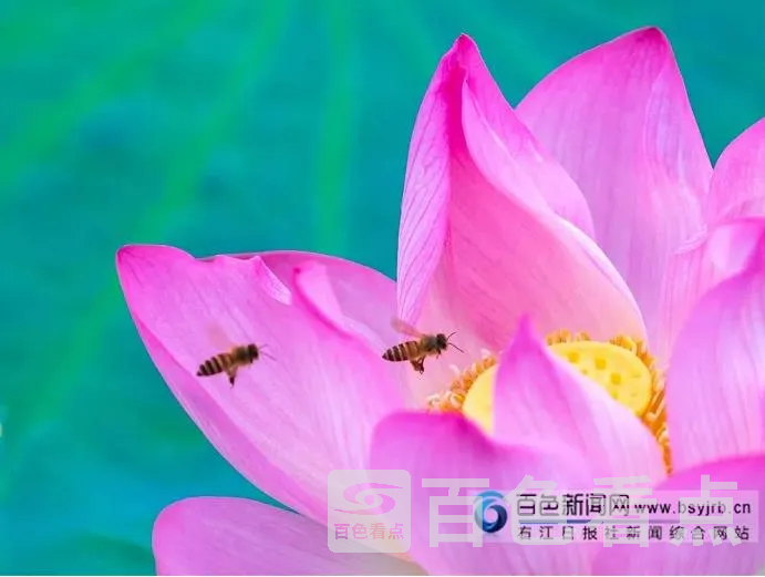17.webp