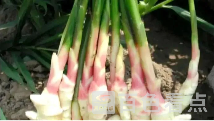 洗9.webp