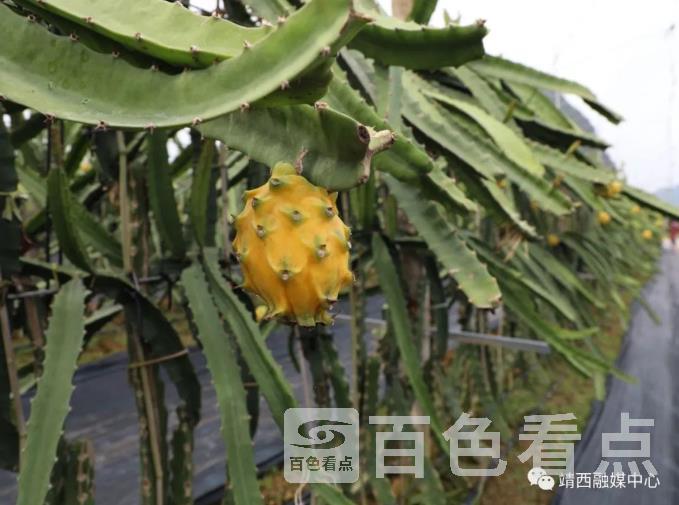 火龙果.jpg