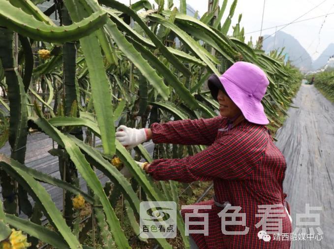火龙果1.jpg