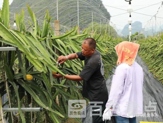 火龙果5.jpg