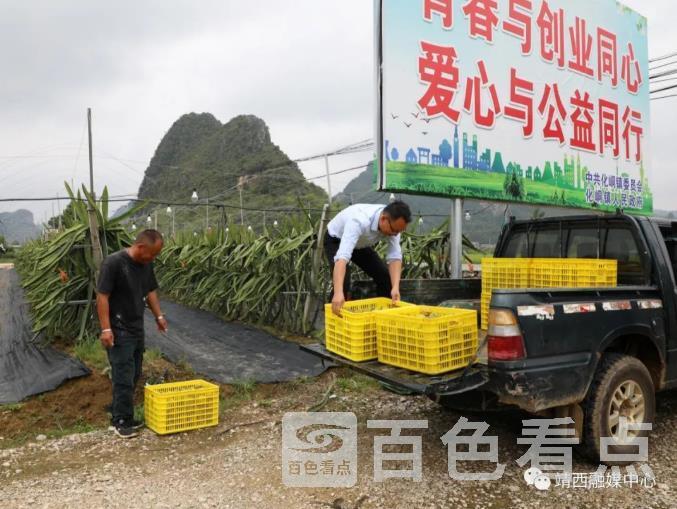 火龙果2.jpg