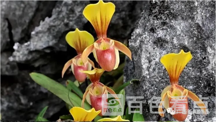 花1.webp