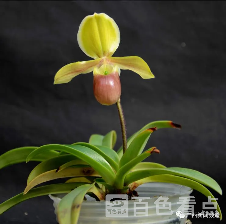 花4.webp