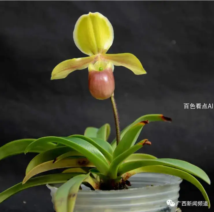 花4.webp