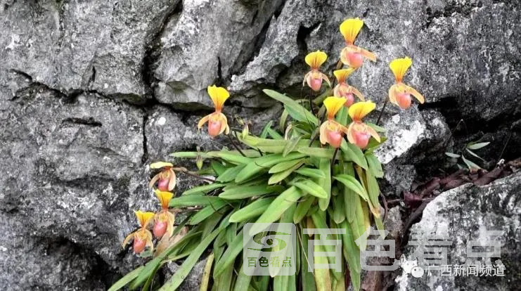 花.webp