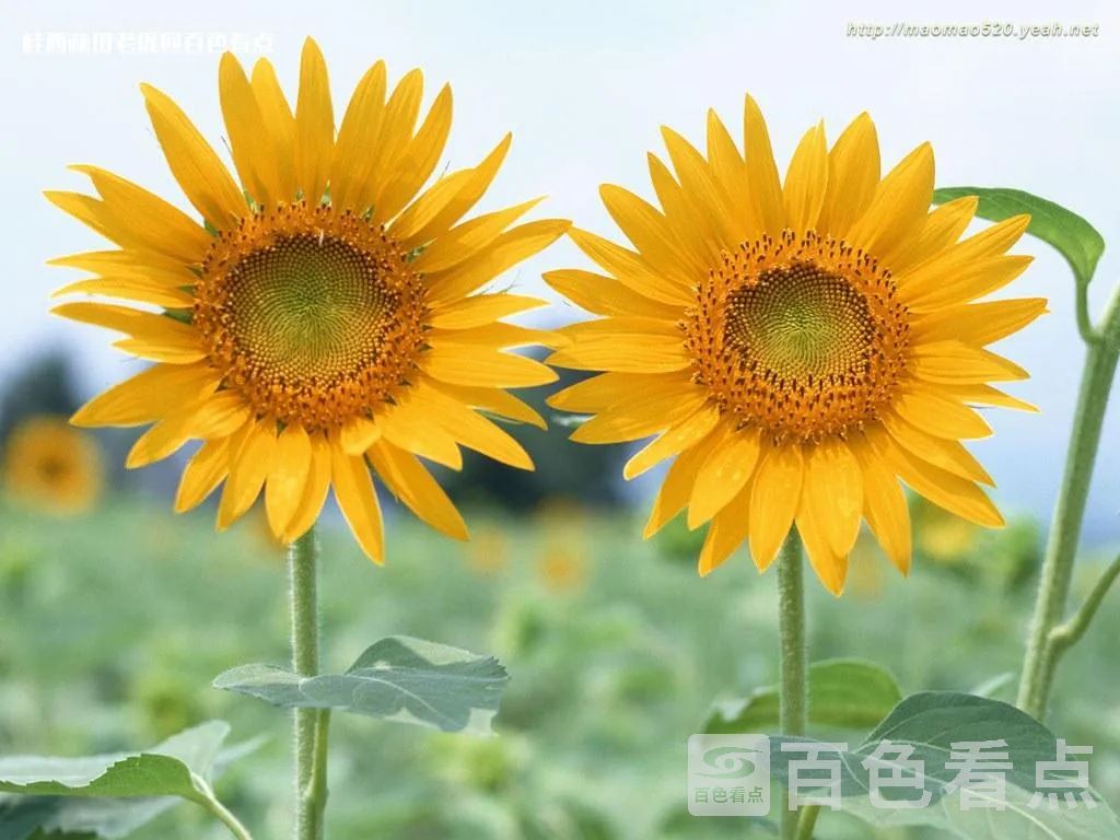 20070104154419(9)_200701101441059.webp
