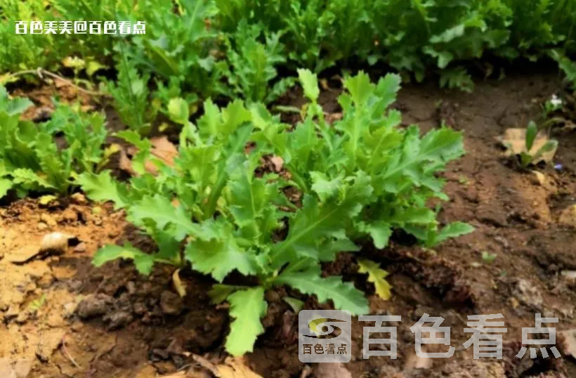 微信截图_20230420161038.webp