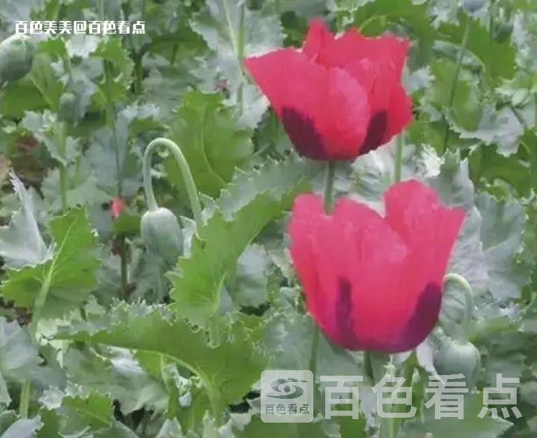 微信截图_20230420161050.webp