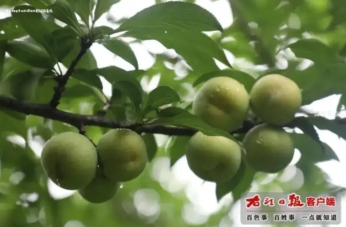 微信截图_20240701112615.webp