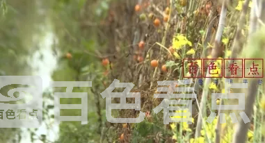 微信截图_20241212214533.webp