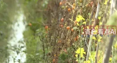 微信截图_20241212214533.webp