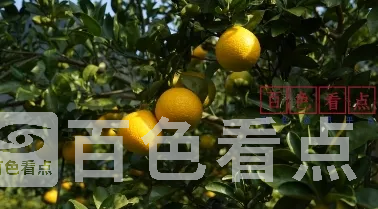 微信截图_20241224193901.webp