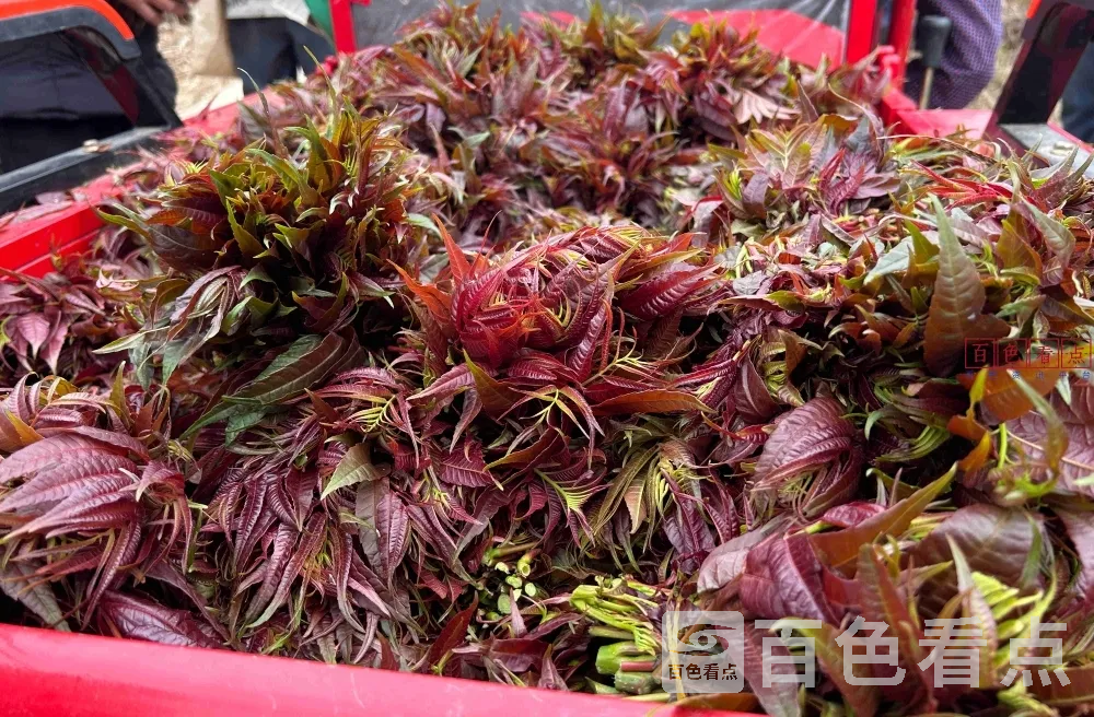 微信截图_20250220012009.webp