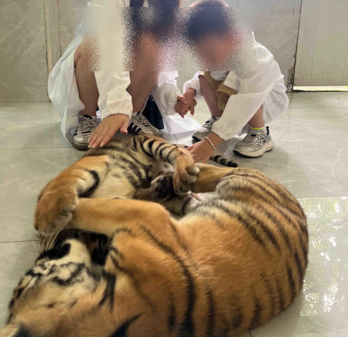 广西7岁女童摸小老虎被咬伤右腿！动物园回应：已叫停人虎互动游乐项目