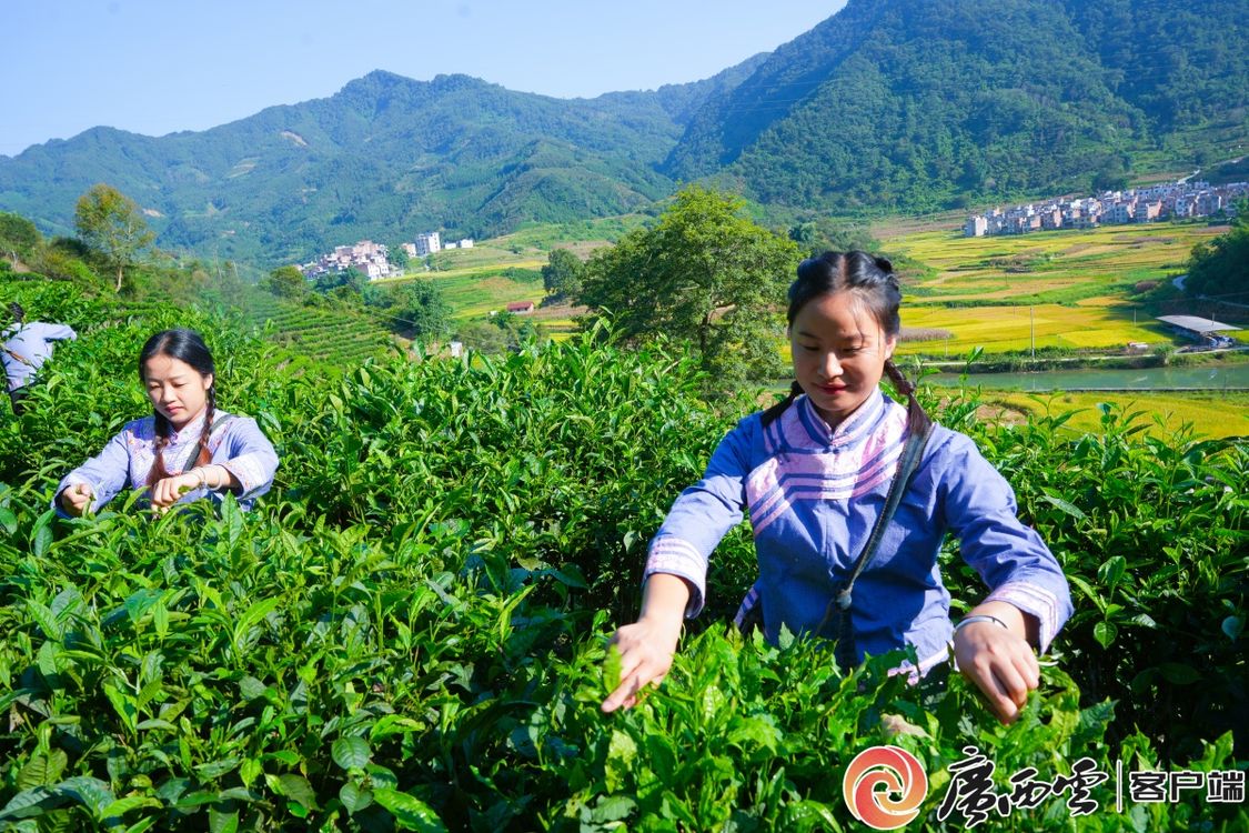 广西日报百色头条 | 来了品茶，回时买茶——凌云县持续推动茶文旅深度融合