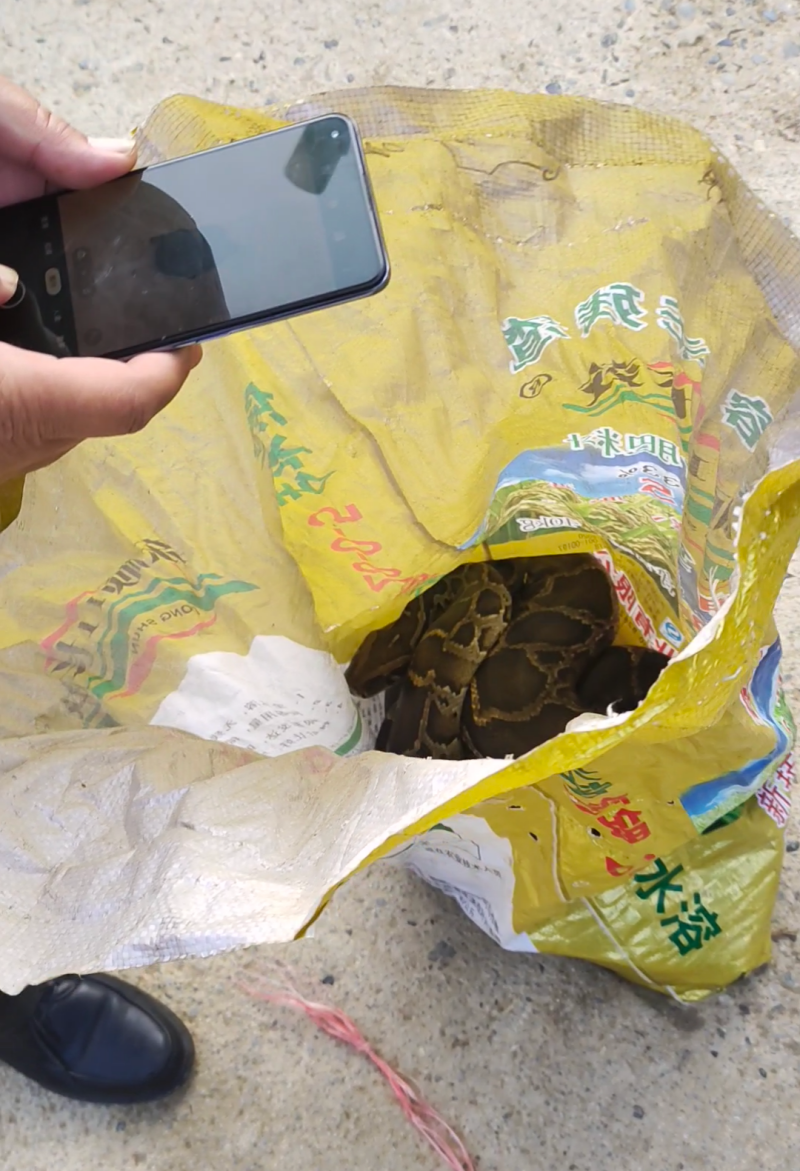 3米长网纹蟒惊现鸭舍中  右江区多部门联合救助科学放生